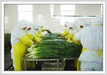 2012年金鄉大蒜價格回顧與市場動態分析